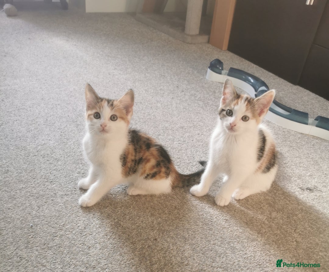 Mixed Breed cats for sale: Fluffy calico kittens - Image 5