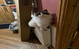 Ragdoll cats for adoption: Dexter tje rescue ragdoll needs a new home asap - Image 1