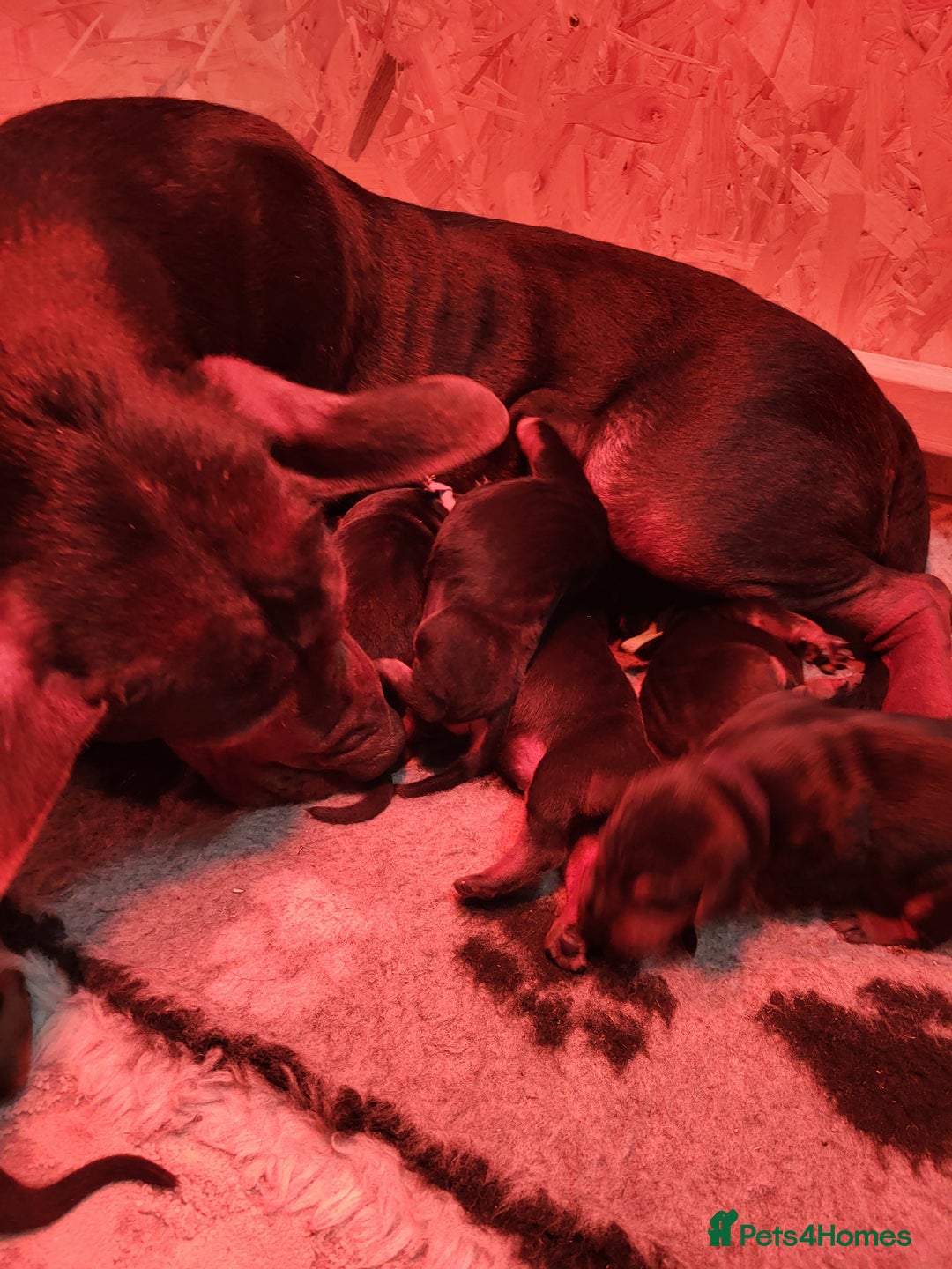 Chinese Red Dog dogs for sale: Chinese Red dog Pups available - Advert 7