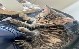 British Shorthair cats for sale: Lovely kitten  - Image 2