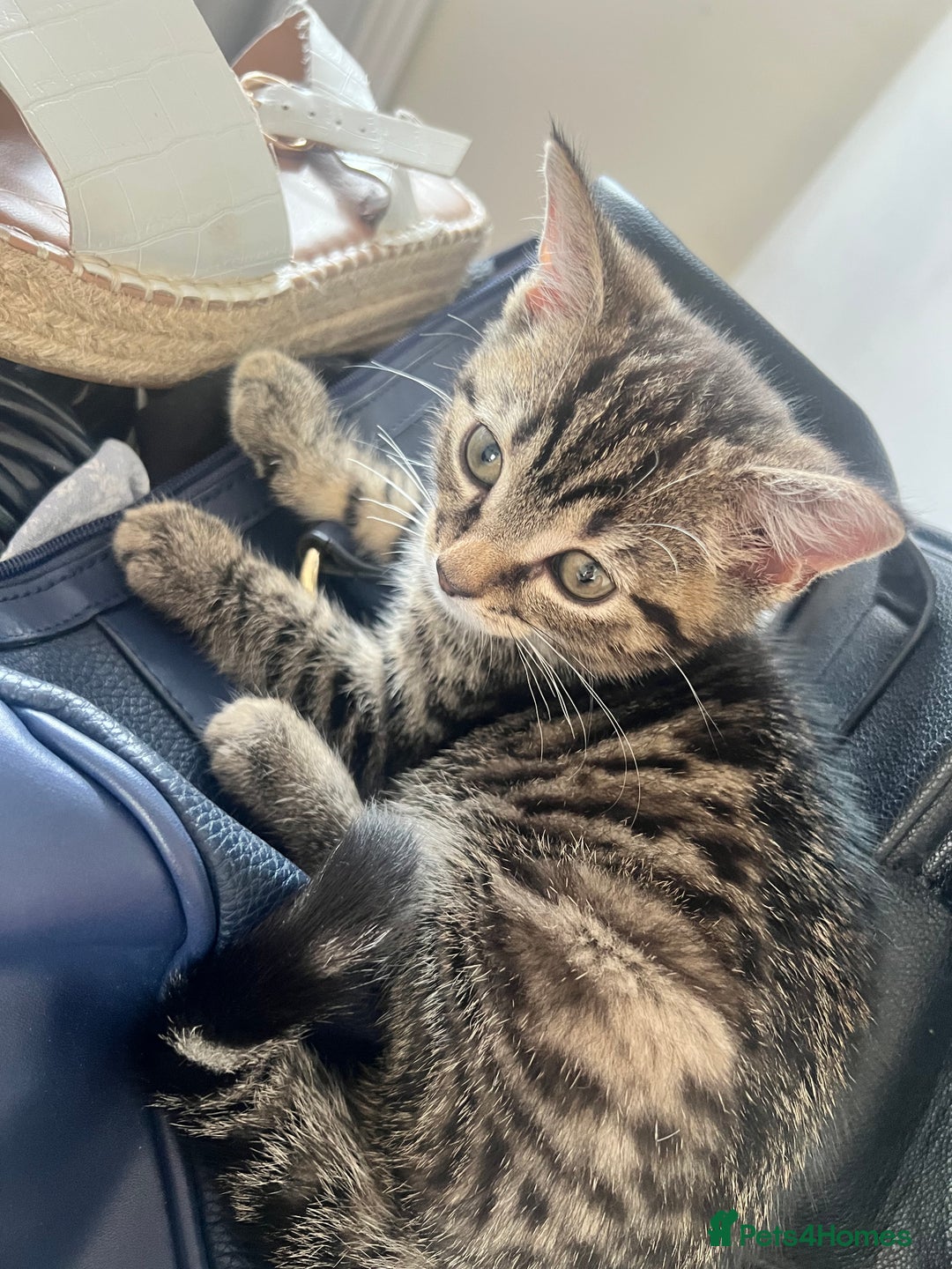 British Shorthair cats for sale: Lovely kitten  - Image 2