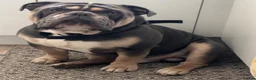 Olde English Bulldogge dogs for stud: 🔥OLDE ENGLISH BULLDOGGE STUD🔥 - Advert 2