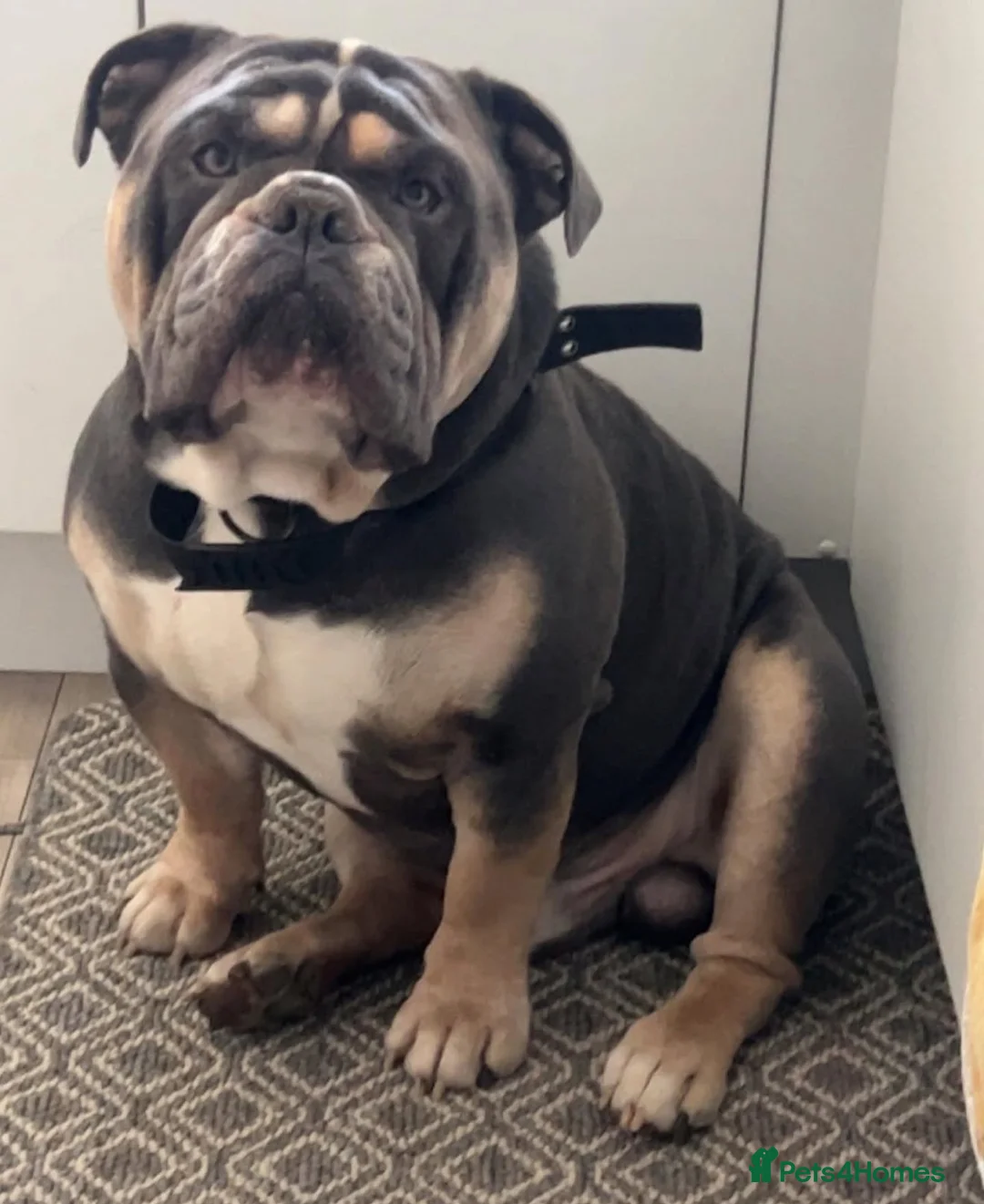Olde English Bulldogge dogs for stud: 🔥OLDE ENGLISH BULLDOGGE STUD🔥 - Advert 2