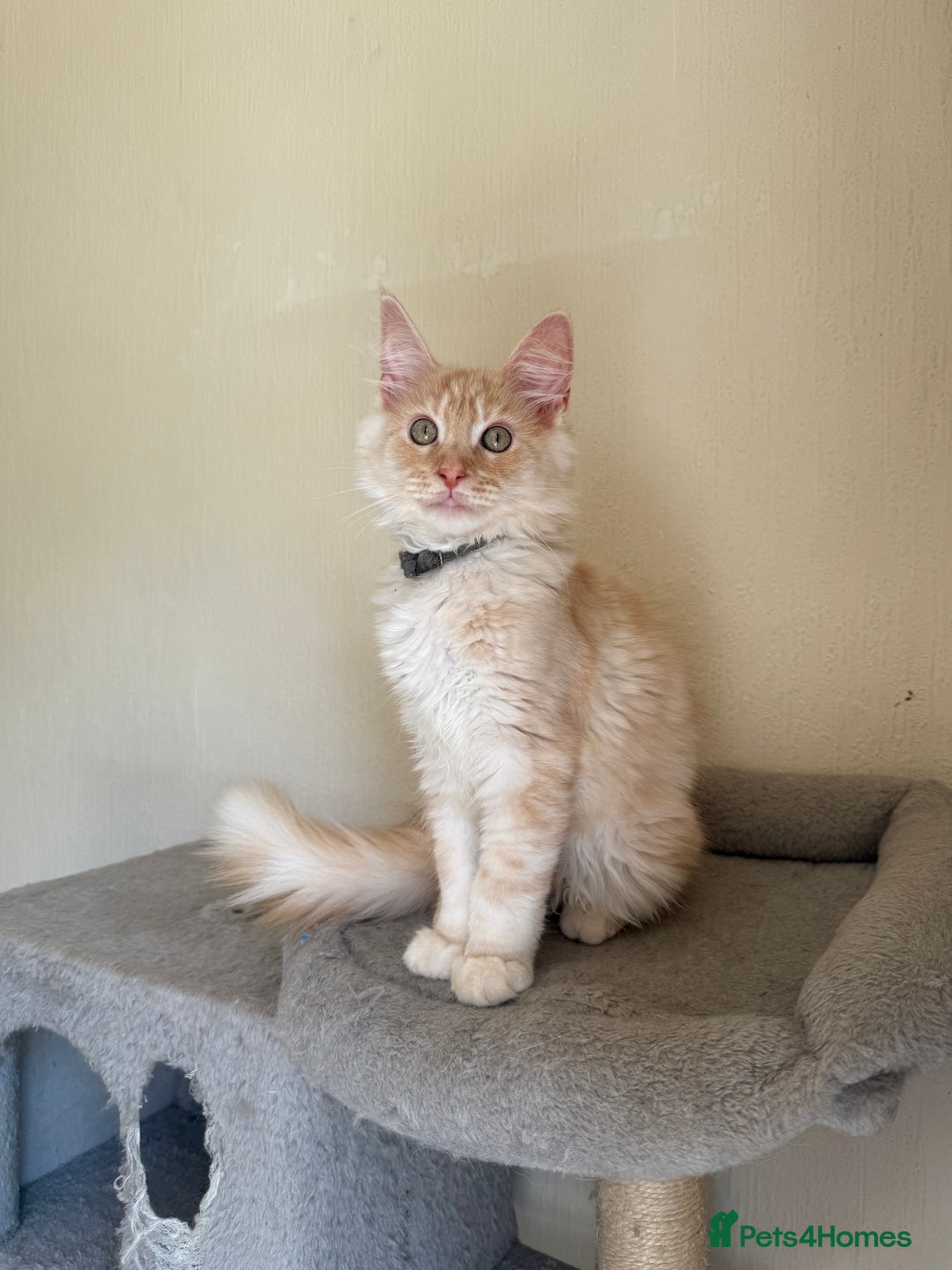 Maine Coon cats for sale: Stunning Maine coon kittens - Image 7