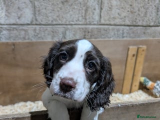 Cocker Spaniel dogs Gorgeous Female Working Cocker Spaniel puppy - Advert 10