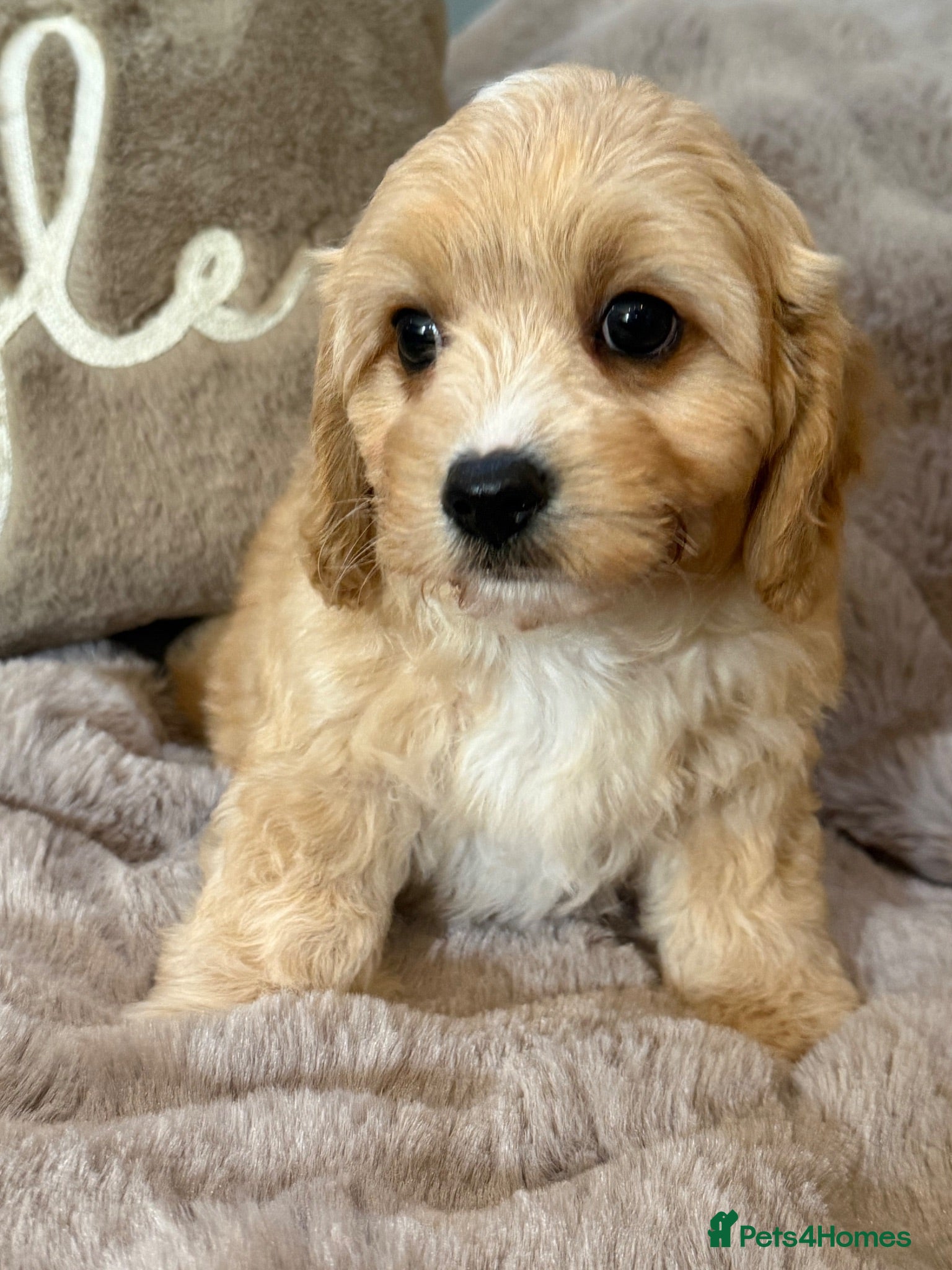Cavachon dogs Gorgeous  Cavachon Boy  - Advert 2