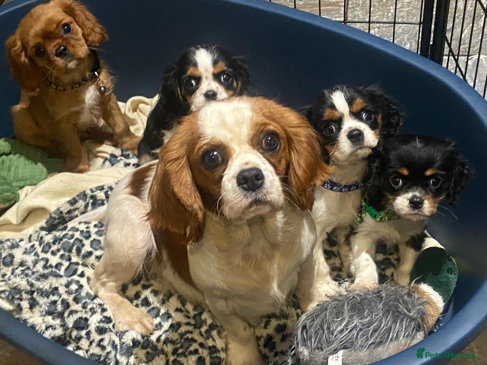 Cavalier King Charles Spaniel dogs Cavalier King Charles spaniel  - Advert 1