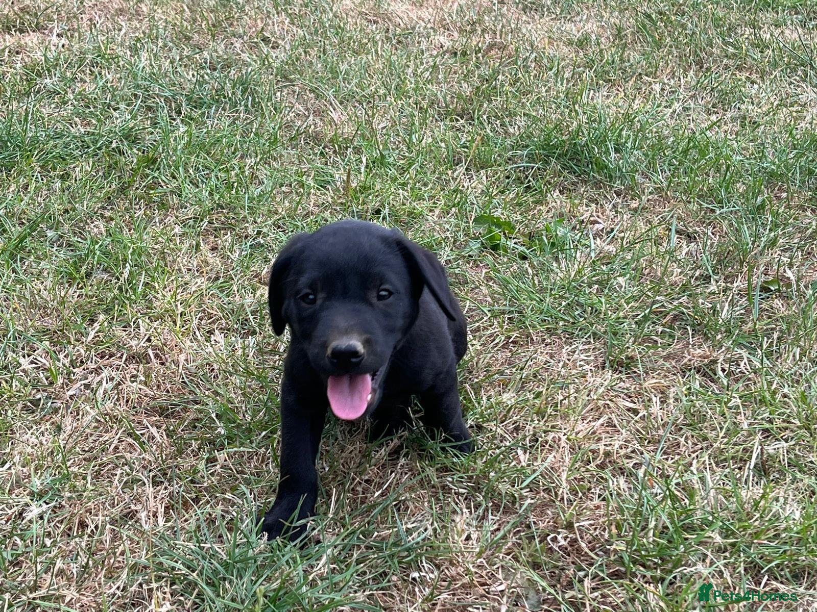 Labrador Retriever dogs Excellent KC Registered Labrador puppies - Advert 2