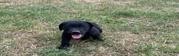 Labrador Retriever dogs for sale: Excellent KC Registered Labrador puppies in Welshpool - Advert 2