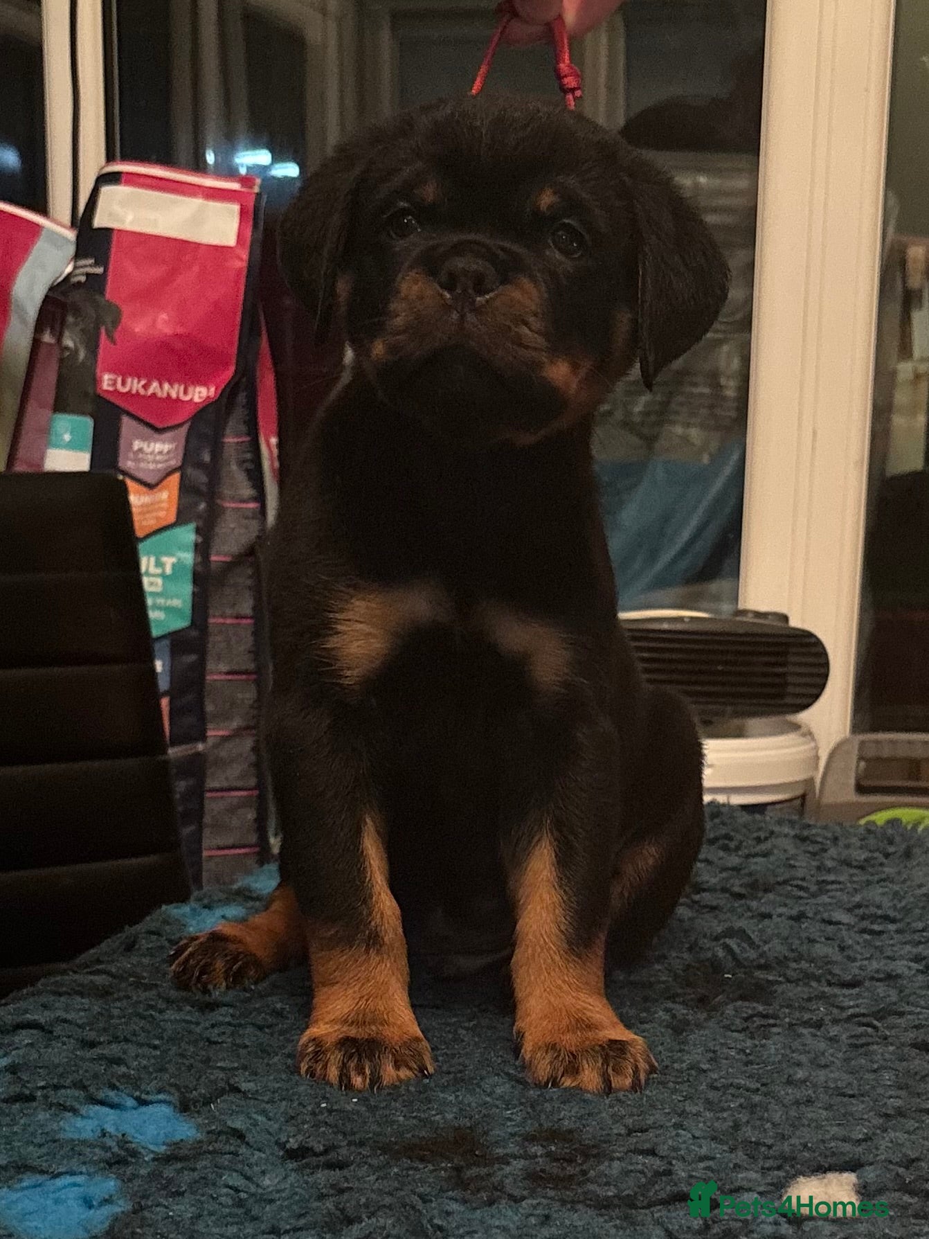 Rottweiler dogs Top Quality KC Health Tested Rottweiler Puppies  - Advert 2