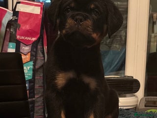 Rottweiler dogs Top Quality KC Health Tested Rottweiler Puppies - Advert 3