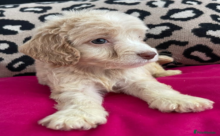 Cockapoo dogs - Advert 2