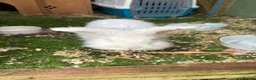 Lionhead rabbits for sale: Baby lionhead cross flop rabbits  - Advert 9