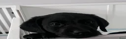 Labrador Retriever dogs for sale: Beautiful KC Labradors - Advert 8