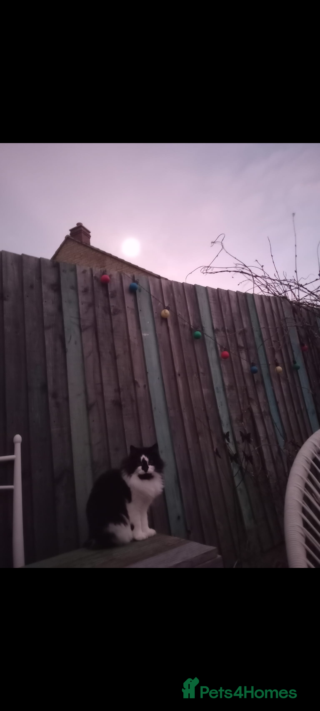 British Longhair cats for sale: Lovely Spayed 8yr old female - Advert 3