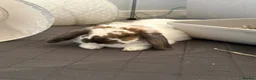 Mixed Breed rabbits for sale: Biscuit  - Advert 3