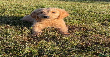 Goldendoodle dogs in Wooburn Green - Advert 13