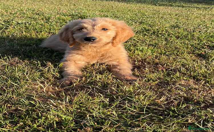 Goldendoodle dogs in Wooburn Green - Advert 2