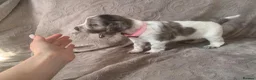 Mixed Breed dogs for sale:  german shorthaired pointer/ - Advert 14