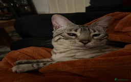 Bengal cats for sale: Ozzie - 1y Snow Bengal needs a single animal home - Image 7
