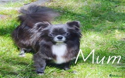 Chihuahua dogs for sale: KC REG HEALTH TESTED CHIHUAHUA BABIES - Image 8