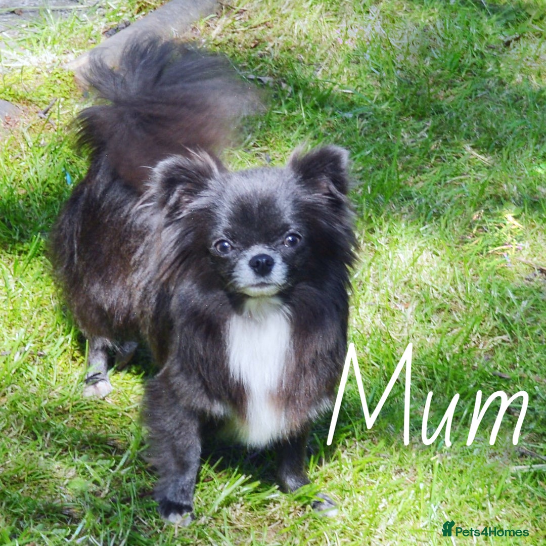 Chihuahua dogs for sale: KC REG HEALTH TESTED CHIHUAHUA BABIES - Image 8