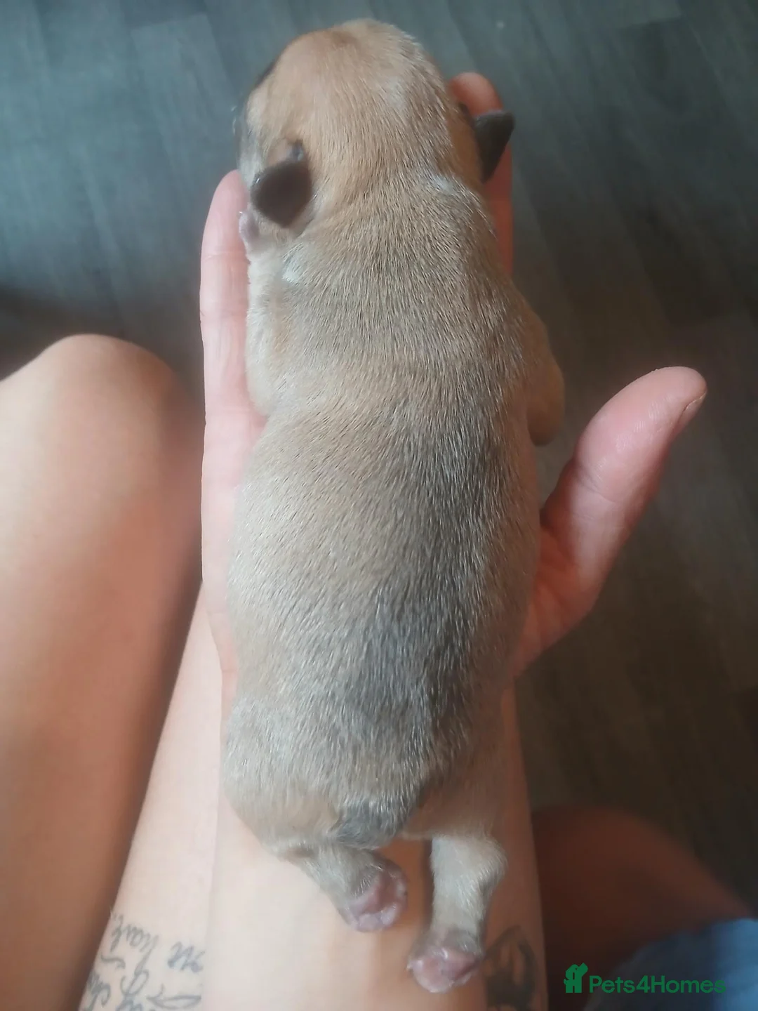 French Bulldog dogs for sale: French bulldog puppies  in Leeds - Advert 19
