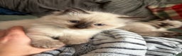 Ragdoll cats for sale: Beautiful Ragdoll Kittens 2 boys 2 girls 😍 - Advert 14