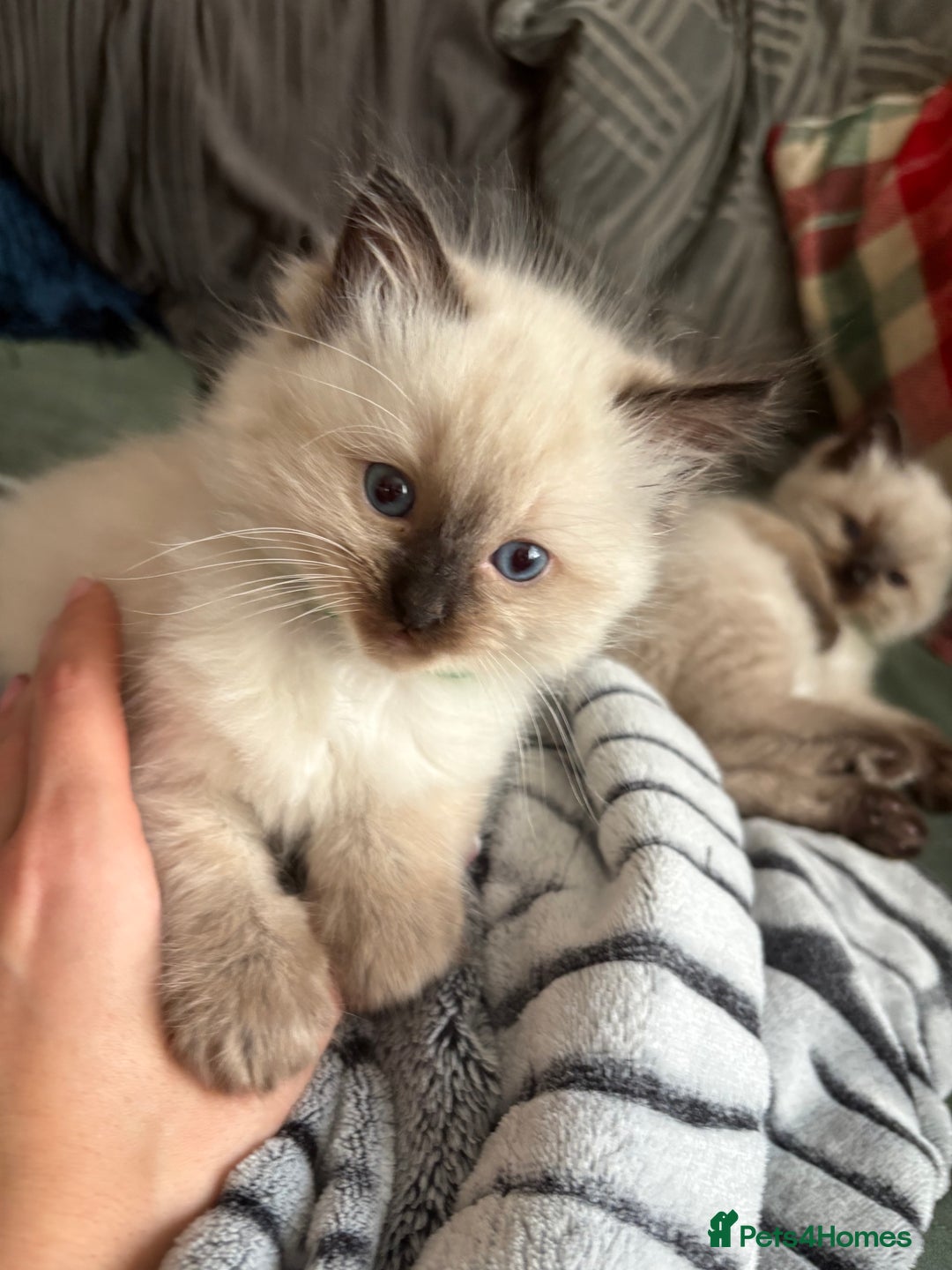 Ragdoll cats for sale: Beautiful Ragdoll Kittens 2 boys 2 girls 😍 - Advert 14