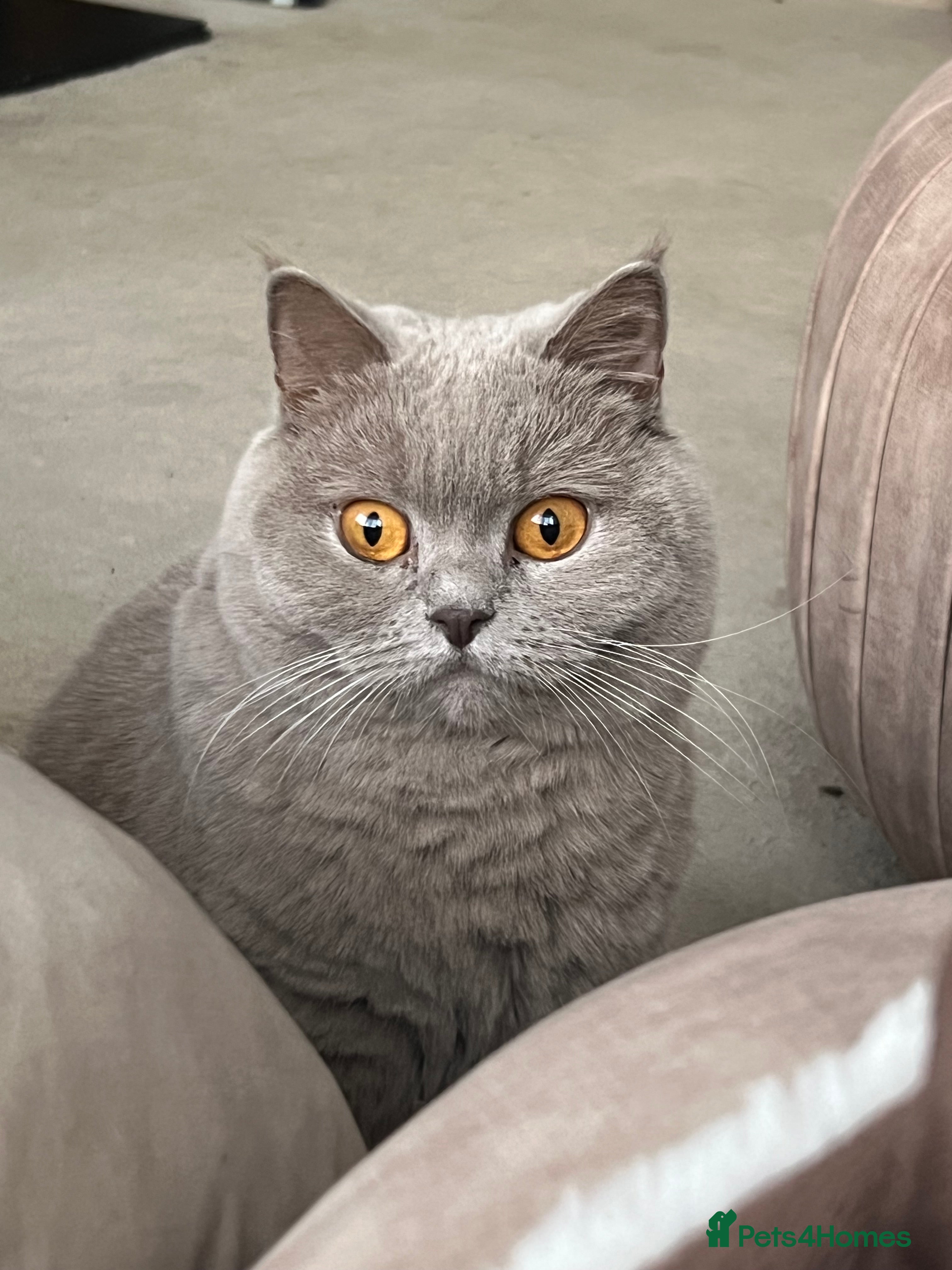 British Shorthair cats British Shorthair Cat - Advert 1