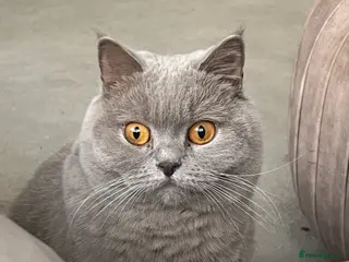 British Shorthair cats British Shorthair Cat - Advert 1