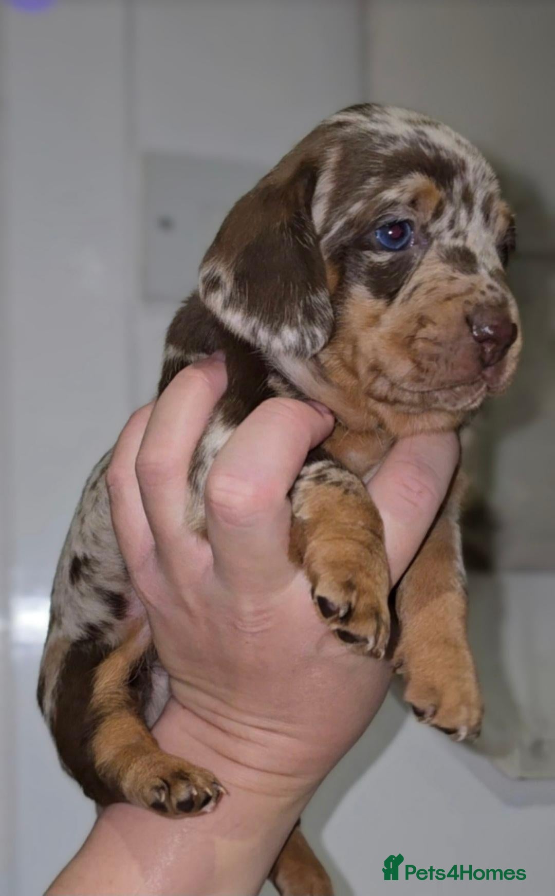 Miniature Dachshund dogs Chocolate/Tan Mini Dachshunds, Long Haired/Dapple - Advert 14