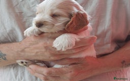 Cocker Spaniel dogs for sale: Kc Reg show type cocker spaniel puppies  - Image 22