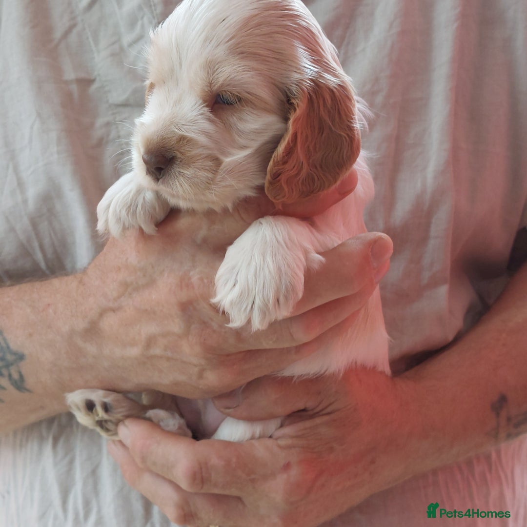 Cocker Spaniel dogs for sale: Kc Reg show type cocker spaniel puppies  - Image 22