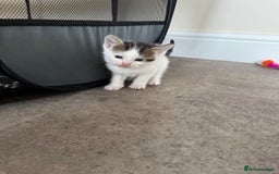 Mixed Breed cats for sale: Mixed breed kittens  - Image 7