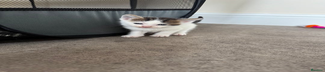 Mixed Breed Kitten 3