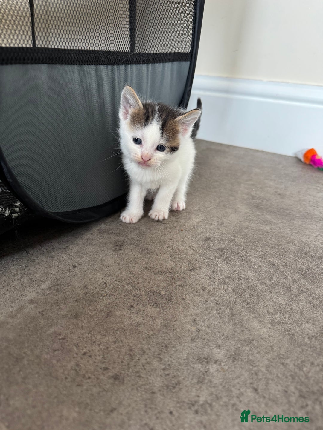 Mixed Breed cats for sale: Mixed breed kittens  - Image 7