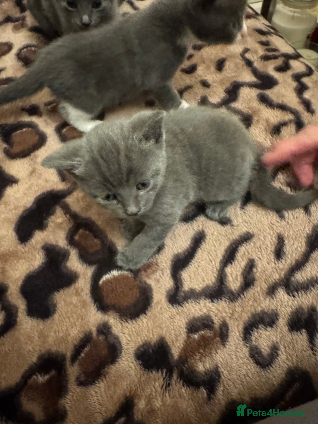 Mixed Breed cats for sale: 5 beautiful kittens for sale - Advert 5