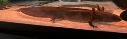 Axolotl reptiles for sale: 2 x Adult Axolotls  in Milton Keynes - Advert 2