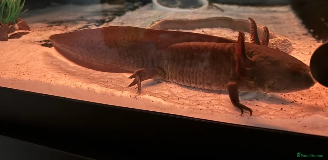 Axolotl reptiles for sale: 2 x Adult Axolotls  in Milton Keynes - Advert 2