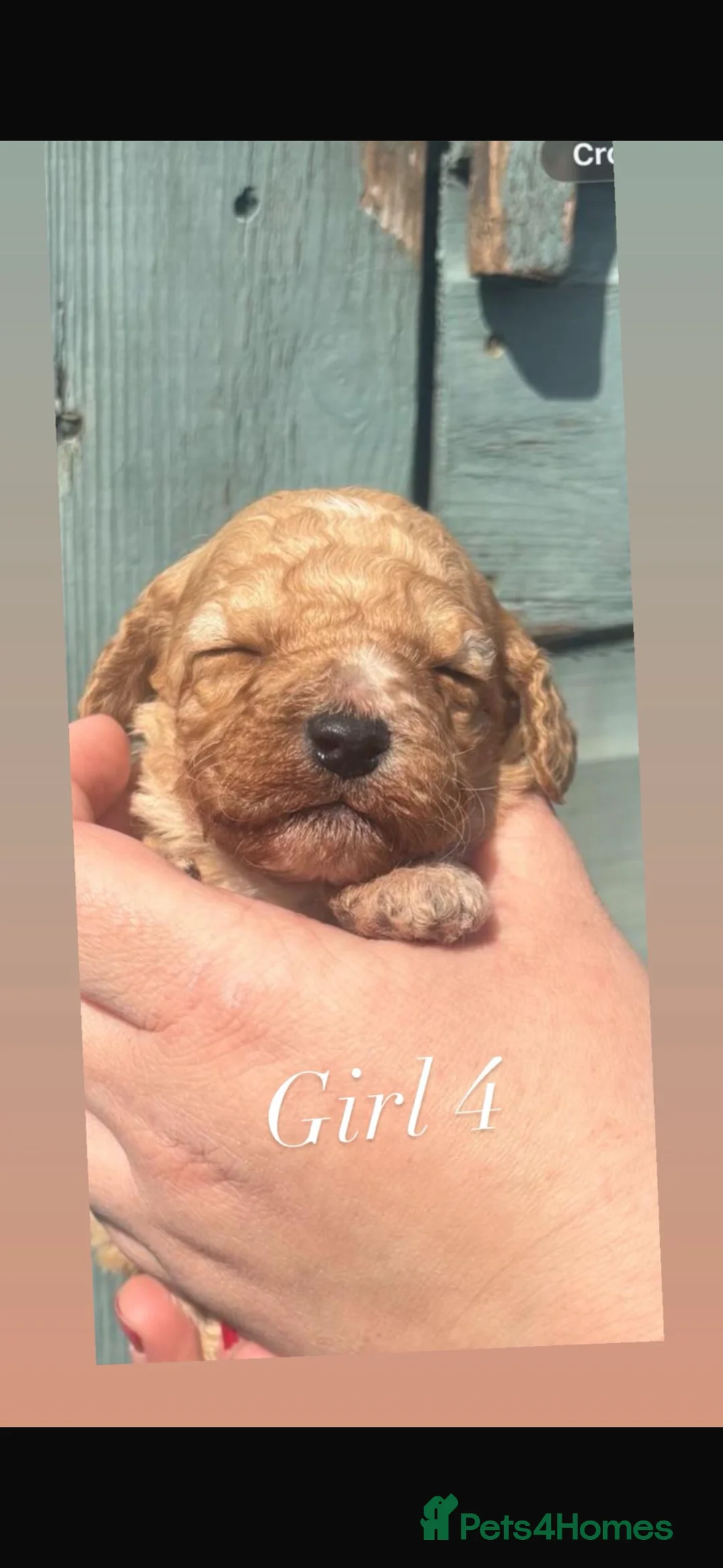 Cockapoo dogs for sale: Our Beautiful curly Cockapoo Puppy’s 🐾 - Advert 7