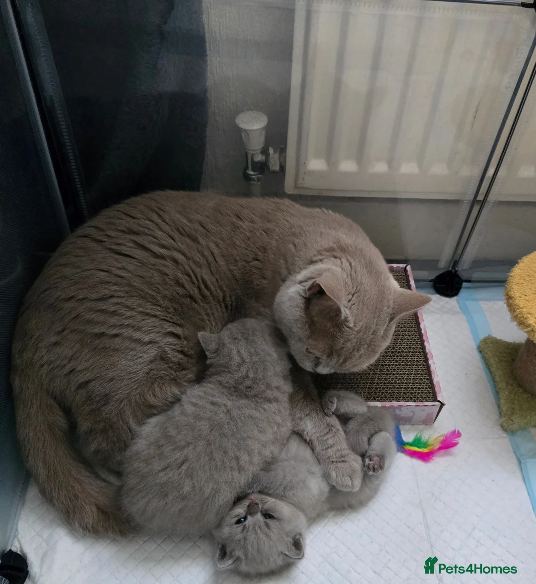 British Shorthair cats for sale: GCCF Registered British Shorthair kittens  - Advert 1