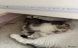 Scottish Fold cats for sale: 1 female mixed scottish fold kitten  - Image 8