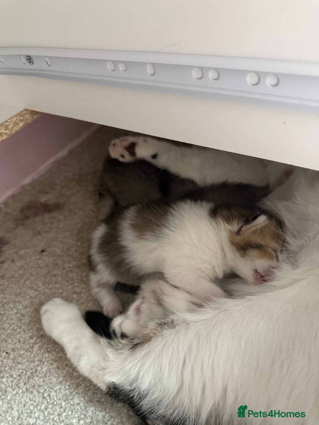 Scottish Fold cats for sale: 1 female mixed scottish fold kitten  - Image 8