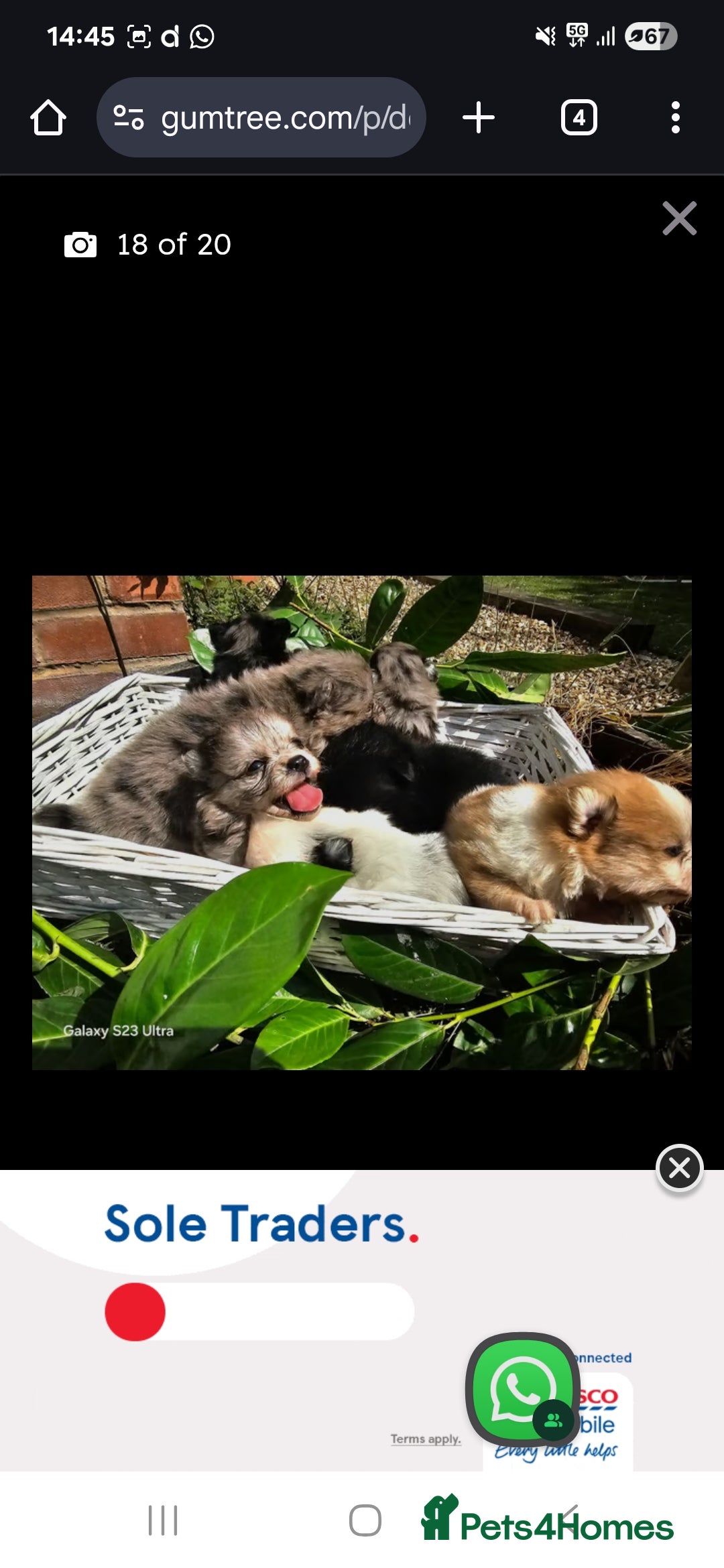 Pomeranian dogs for stud: Very rare merle pomeranian for stud duties - Image 15