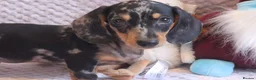 Miniature Dachshund dogs for sale: Miniature Dachshund Puppies - Advert 7