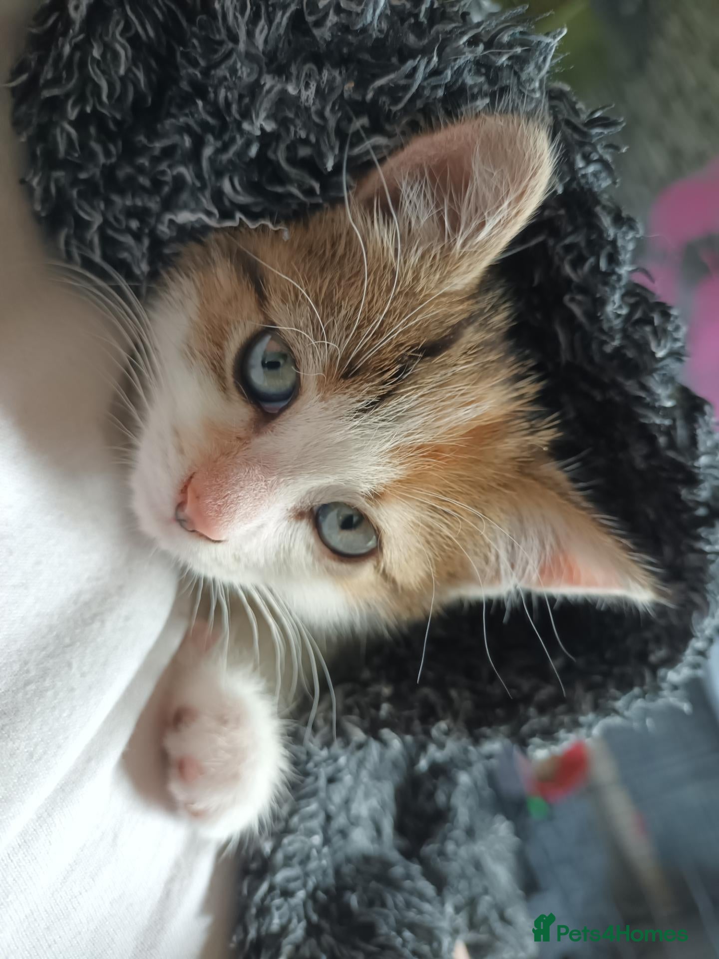 Mixed Breed cats Calico female! 8weeks old - Advert 16
