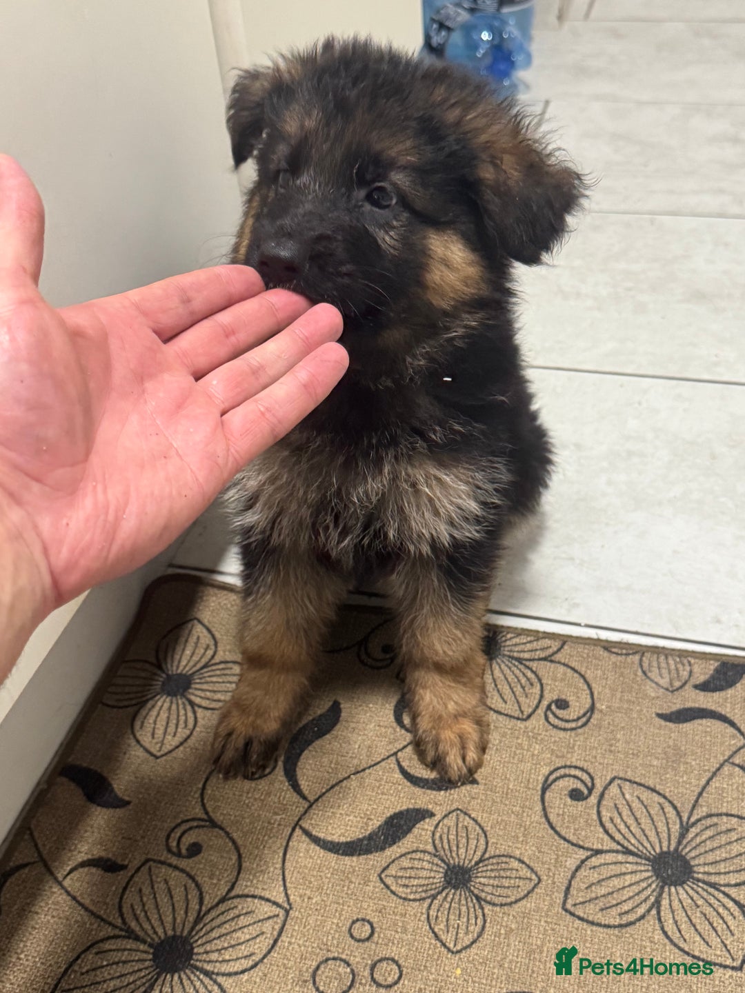German Shepherd dogs for sale: German Shepherd Puppies  - Advert 15