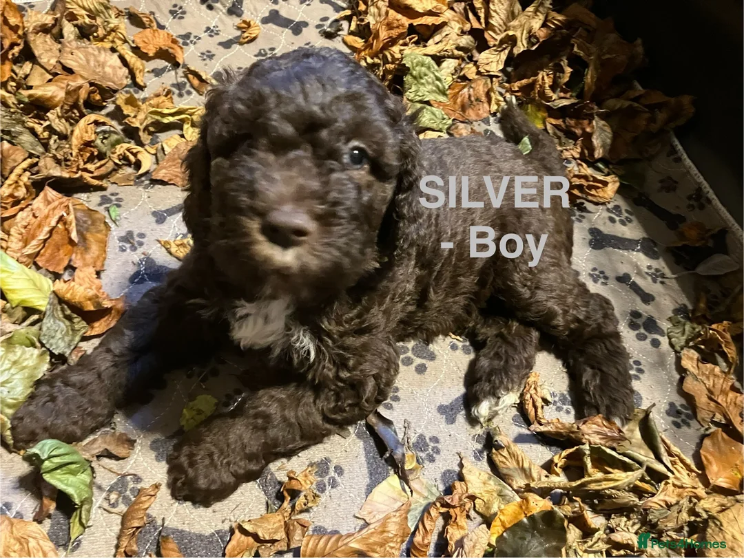 Lagotto Romagnolo dogs for sale: Pedigree Lagotto Romagnolo Puppies - Advert 4