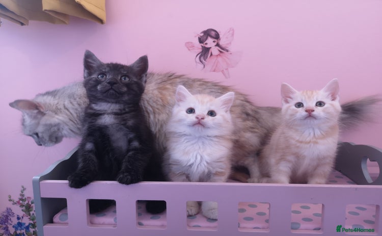 Maine Coon cats - Advert 14